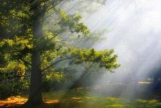 1181 Mystic Forest